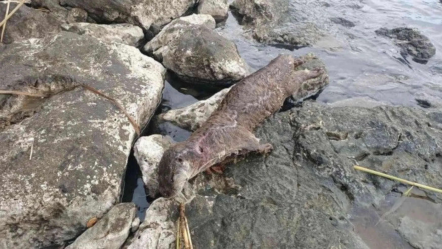 Muğla'da tüfekle öldürülmüş su samuru bulundu