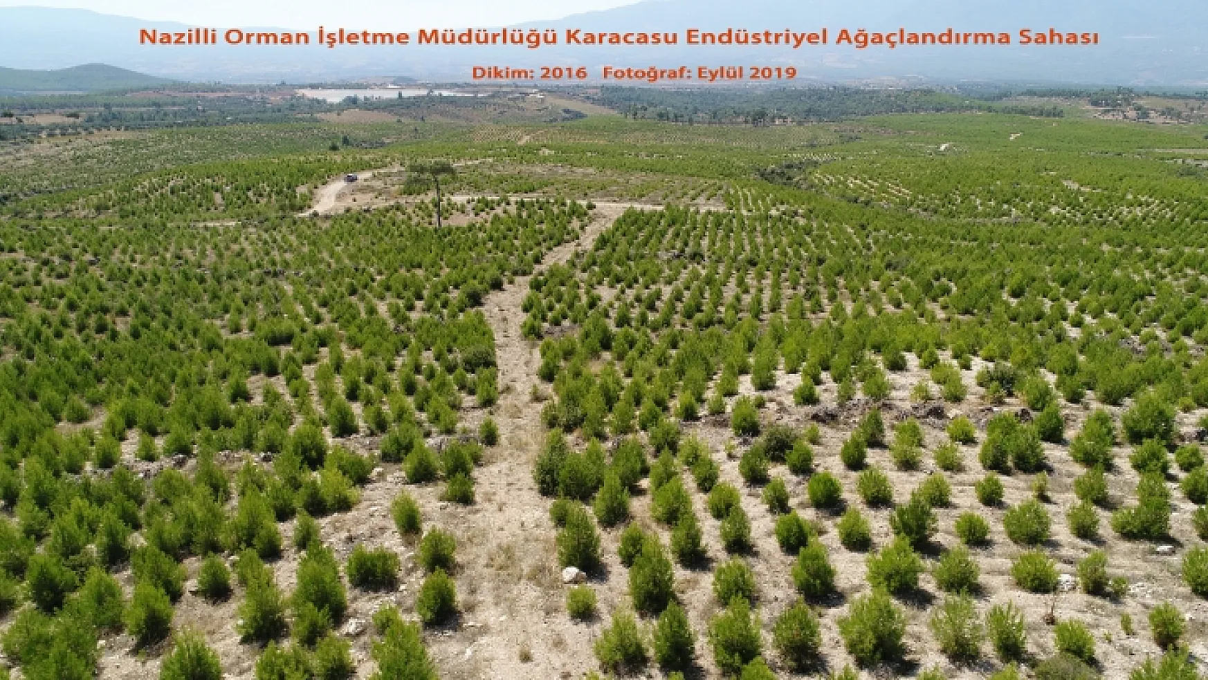 Muğla'da Endüstriyel Ağaçlandırma çalışmaları başladı 