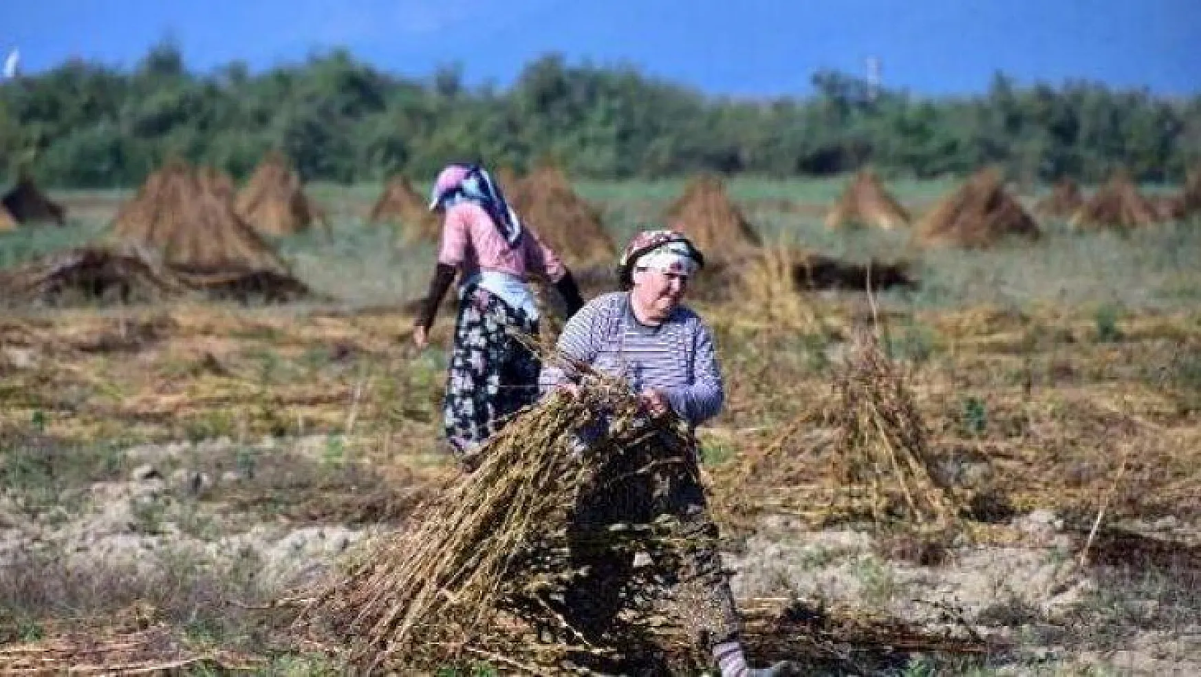 Muğla'da Tarımsal Ürünlerden 5 Milyar Gayri Safi Gelir Elde Edildi