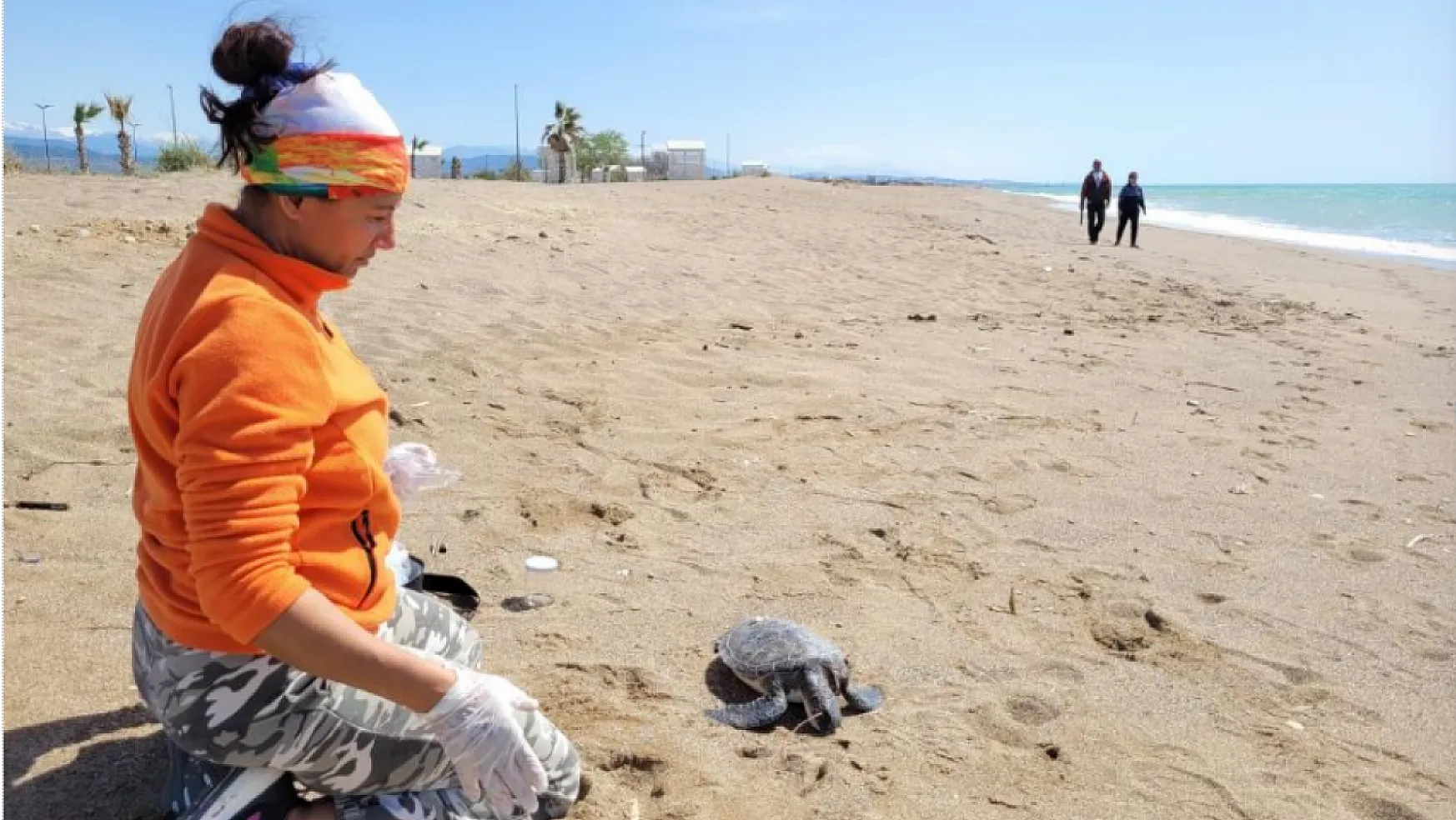 Nesli tükenme tehlikesi altındaki yeşil deniz kaplumbağası ölü bulundu