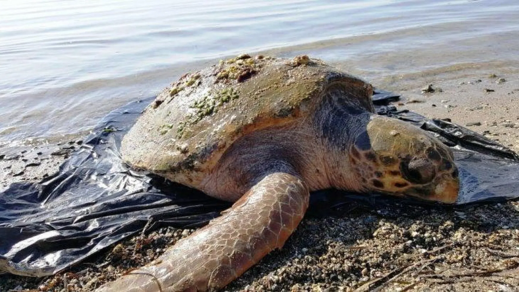 Nesli tükenmekte olan kaplumbağa ölü bulundu