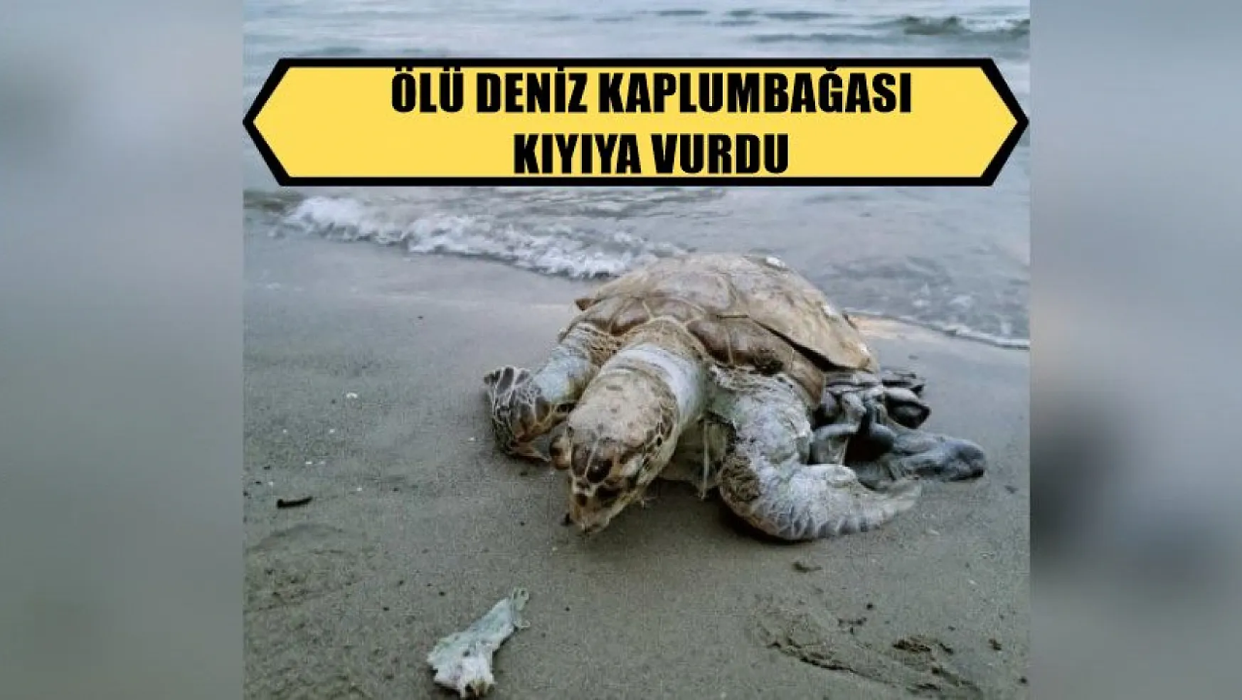 Ölü Deniz Kaplumbağası kıyıya vurdu