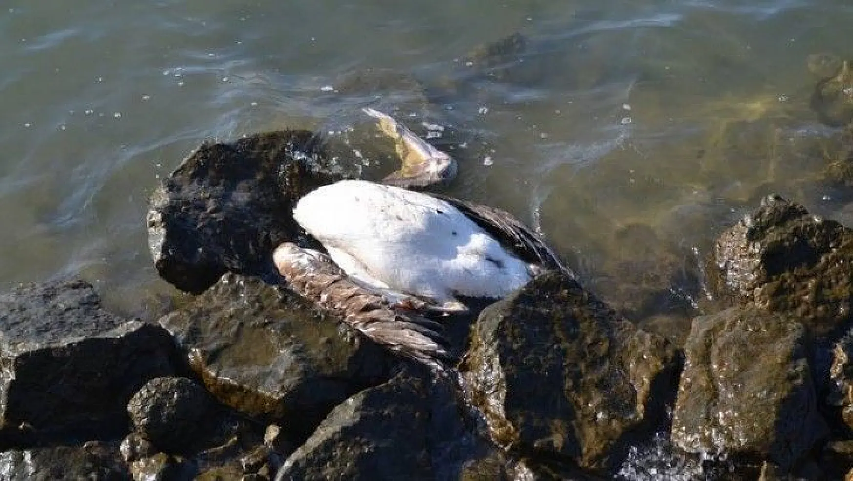 Ölü pelikan kıyıya vurdu