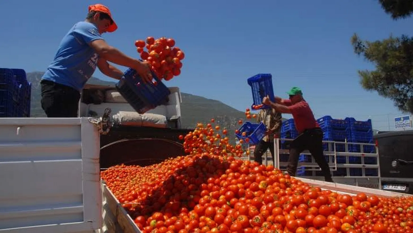 Rusya'nın Türkiye'den domates kotasını arttırması sevinçle karşılandı 
