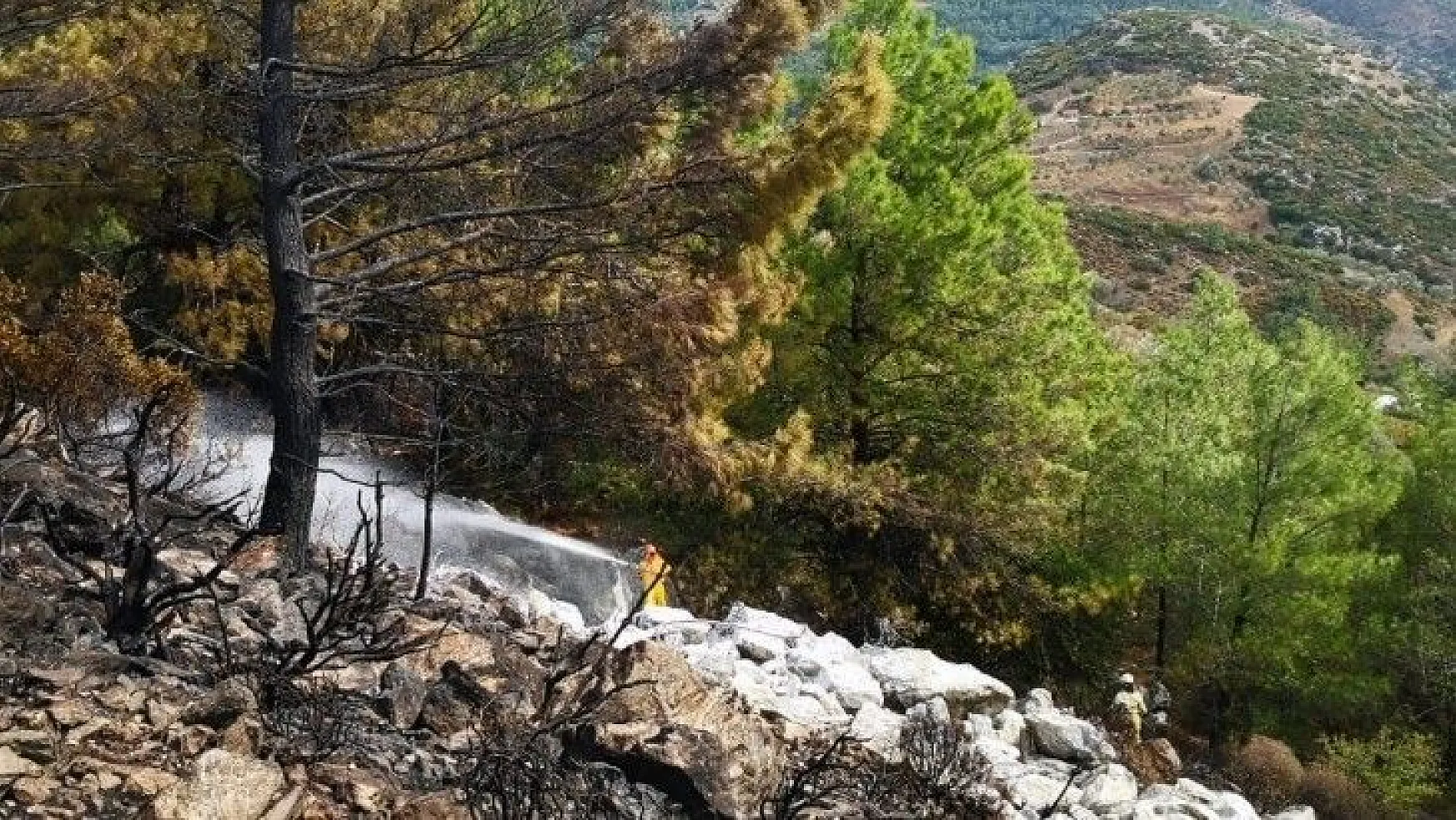 Rüzgarda devrilen ağaç, yangına sebep oldu