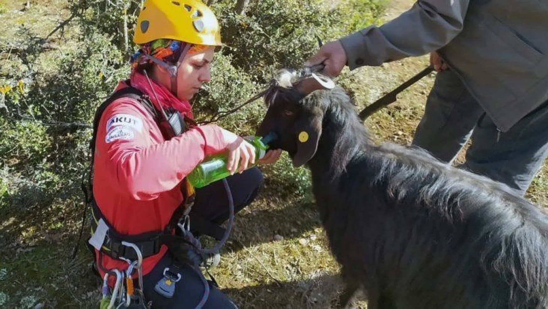 Sarp kayalıklarda AKUT'tan keçi kurtarma operasyonu