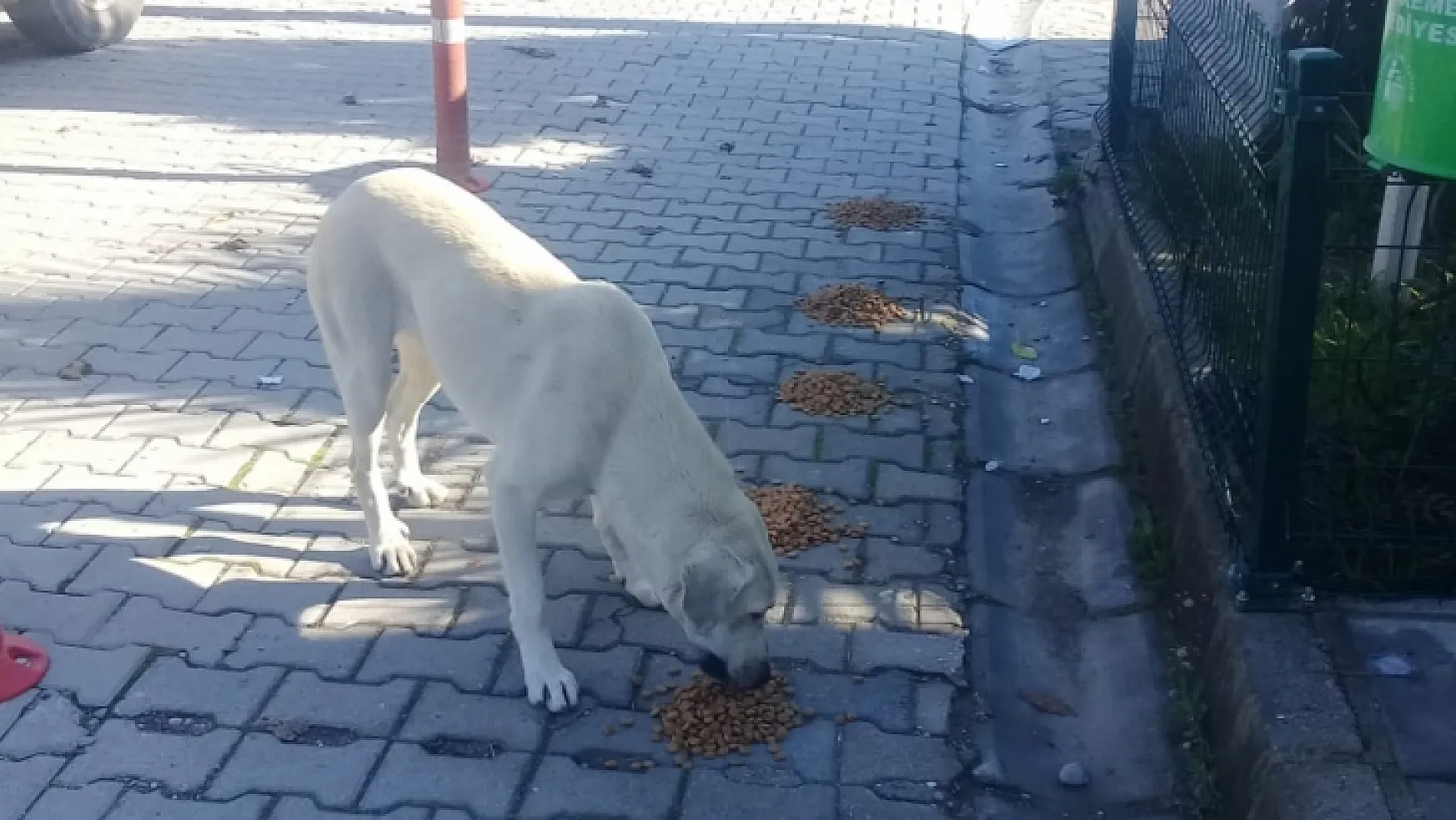 Seydikemer Belediyesi sokak hayvanlarını unutmadı