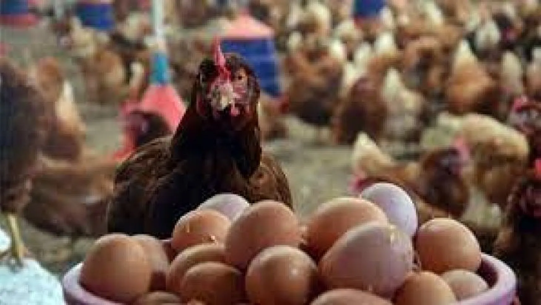 Tavuk eti üretimi 197 bin 334 ton, tavuk yumurtası üretimi 1,6 milyar adet olarak gerçekleşti