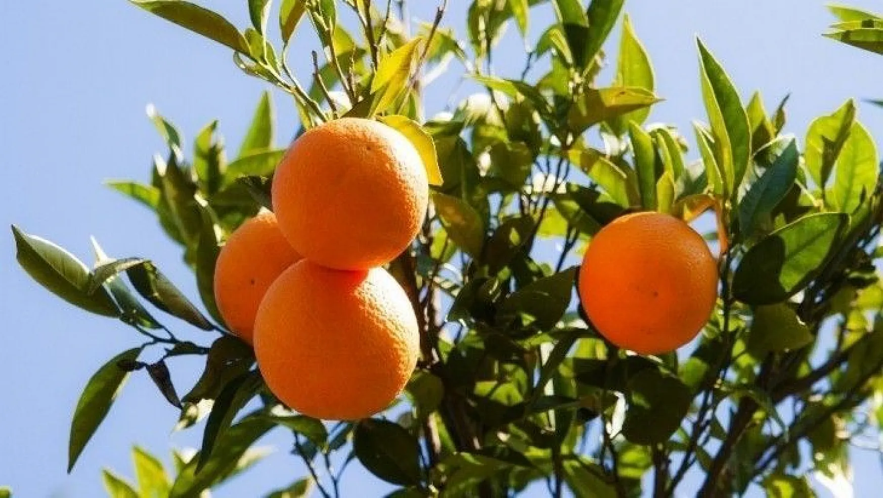 TİGEM 4 bin 700 ton portakal satışı yapacak