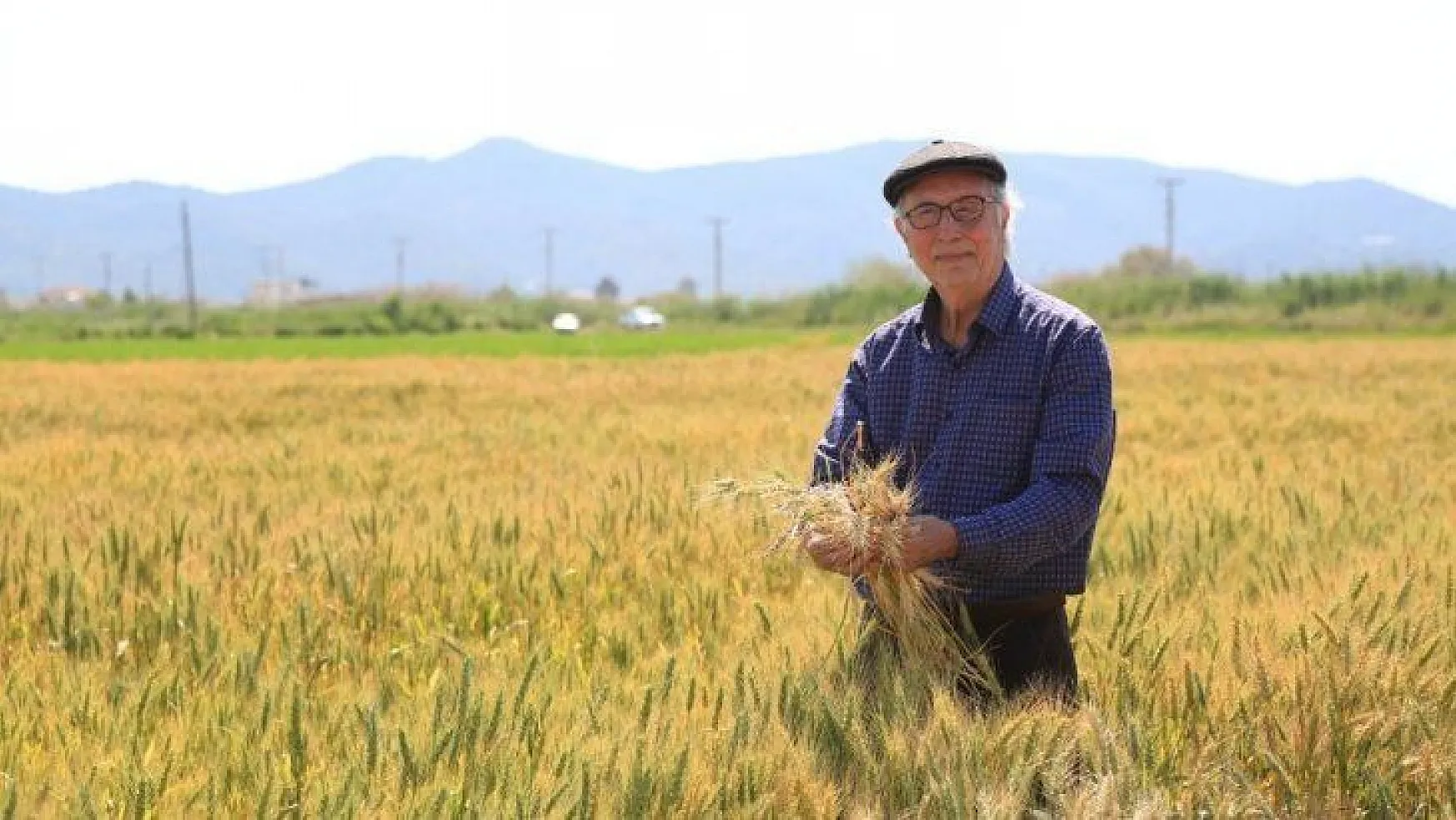 TMO, Milas'ta buğday ve arpa alımına başladı