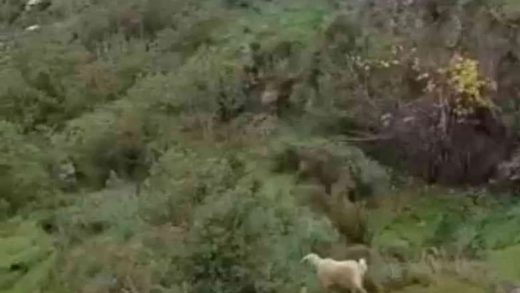 Uçurumda mahsur kalan keçiyi itfaiye kurtardı