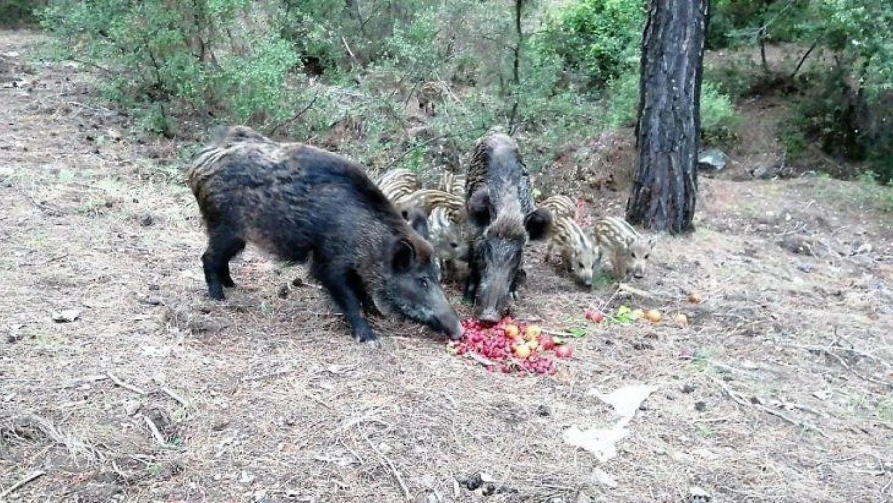 Yaban domuzlarına beslemeli önlem