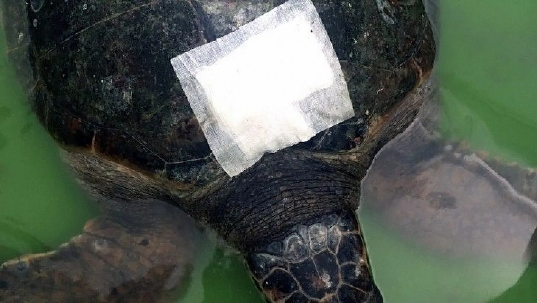 Yaralı kaplumbağa gözlem altına alındı