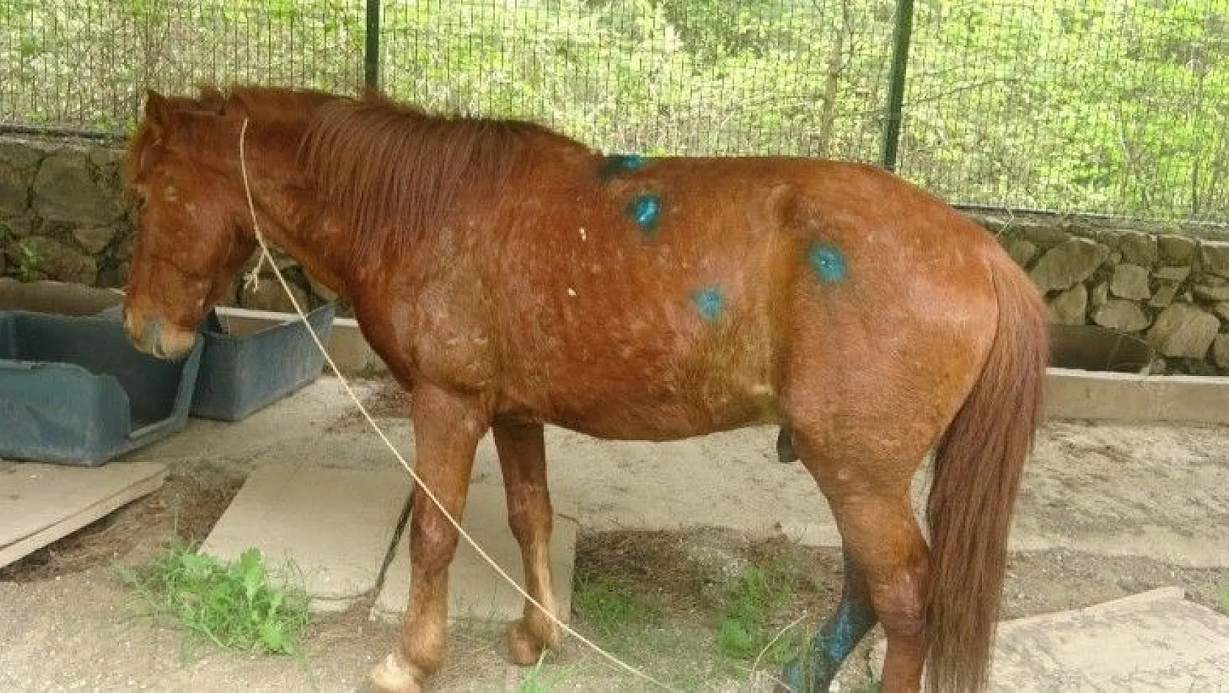Yaralı Yılkı atına Marmaris Belediyesi sahip çıktı