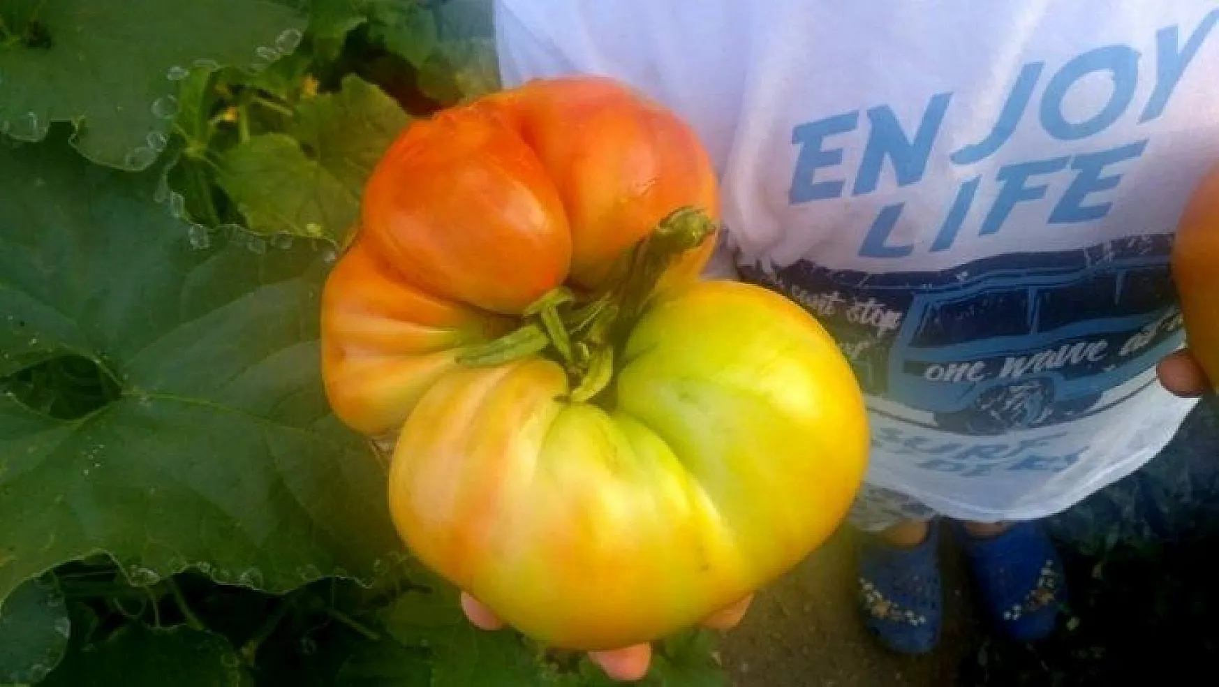 Yerel Tohum Merkezi'nden aldığı tohumla 1 kilo domates üretti