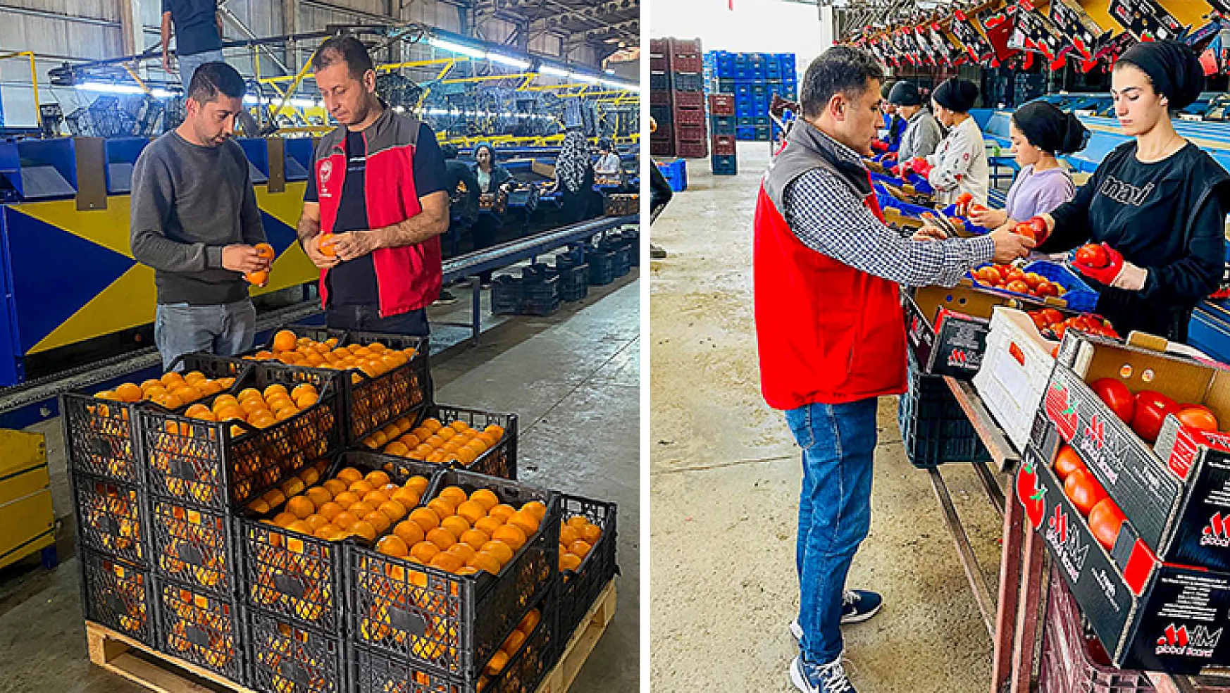 Yerel Üretim Portakal Ve Domatesler, Uluslararası Karantina Standartlarını Aşarak Dünya Pazarlarına Açılıyor