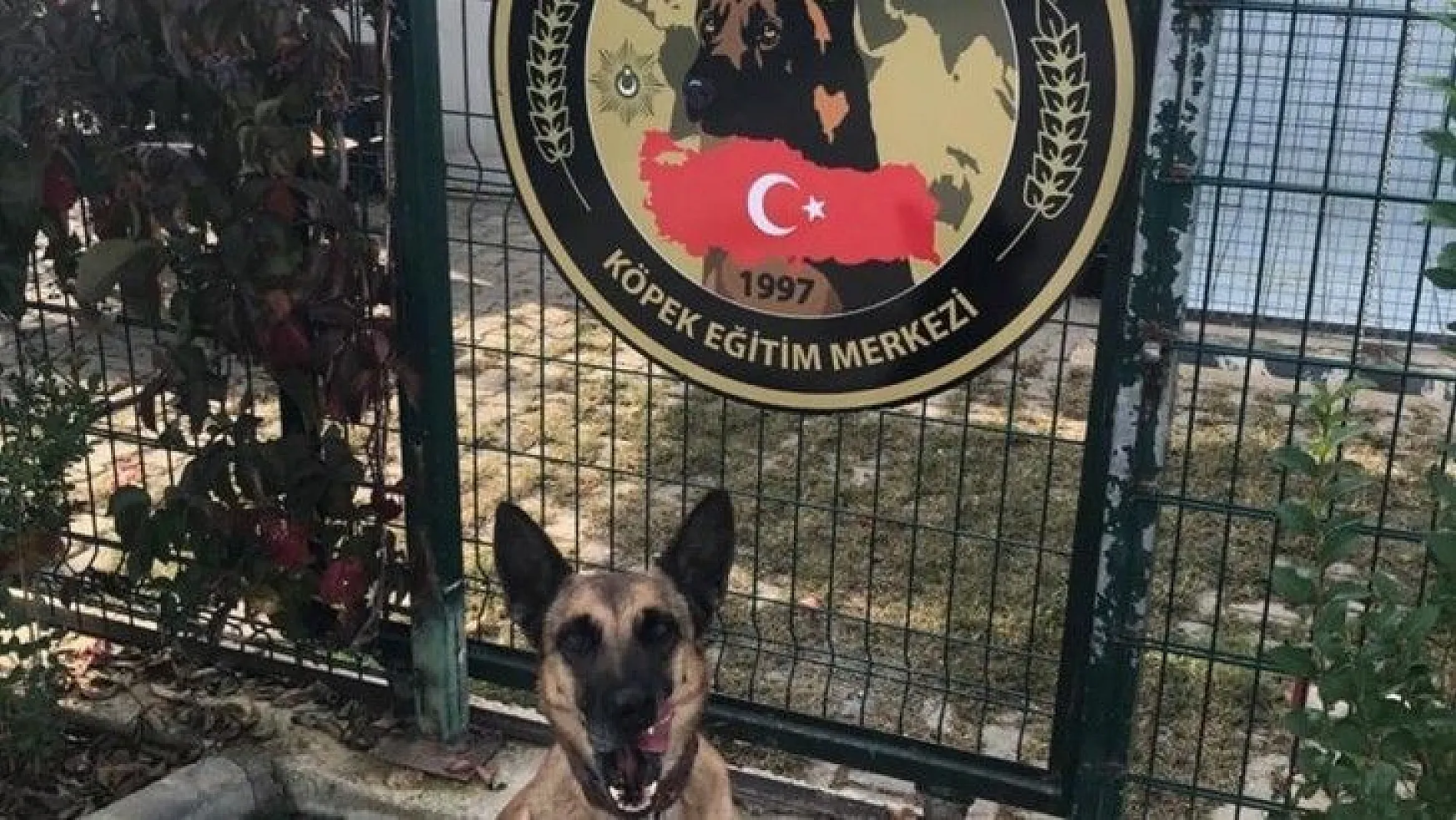Yılın Narkotik köpeği Muğla'dan 'Hera'