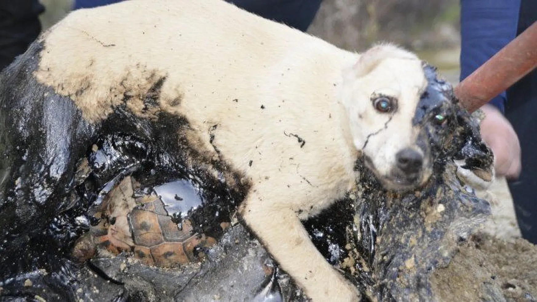 Zifte yapışan köpek ve kaplumbağalar iki gün kurtarılmayı bekledi
