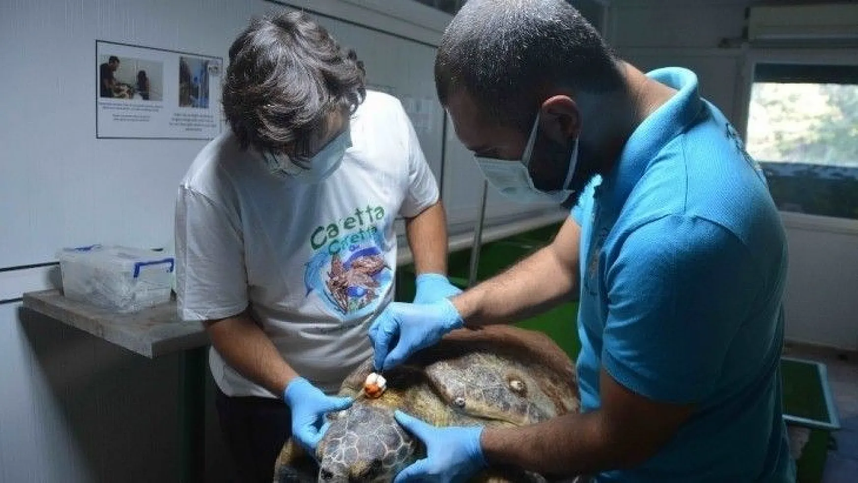 Zıpkınla vurulan deniz kaplumbağası tedavi altına alındı