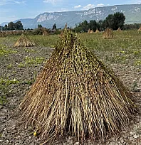 2. Gökova Susamı Hasat Festivali 3-4 Ekim'de düzenlenecek