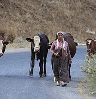 Alevlerden kaçtılar, hayvanlarını ve kendi canlarını zor kurtardılar