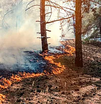 Antalya'da orman yangını çıkardıkları öne sürülen 6 şüpheli yakalandı