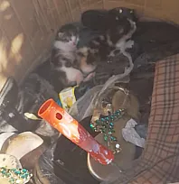 Bodrum'da Çöp Konteyneri Yanına Bırakılan Yavru Kediler Kurtarıldı