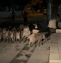 Bodrum'da domuz sürüsü mahalleye indi