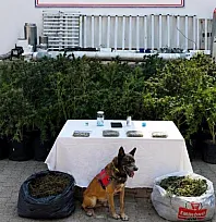 Bodrum'da evden 56 kök kenevir ve 10 kilo skunk ele geçirildi