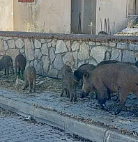 Bodrum'da gündüz vakti domuz sürüsü mahalleye indi