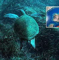 Bodrum'un su altı ekosistemini haritalama çalışmaları sürüyor