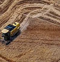 Buğday üretiminin bu yıl kişi başına 288 kilogramla yıllık ihtiyacı aşması bekleniyor