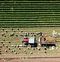 Bütçeden tarımsal desteklere gelecek yıl için 235 milyar lira ayrıldı