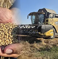 Dalaman TİGEM'de üretilen yerli buğday tohumları Türkiye'nin tarlalarına gidiyor