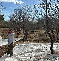 Datça'da badem hasadı sürüyor