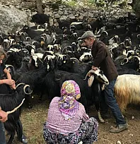 Eskiden çul dokuma ve kıl çadırda kullanılan koyun kılları artık çöpe gidiyor