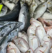 Fethiye Balık Pazarı'nda haftanın indirim şampiyonu palamut