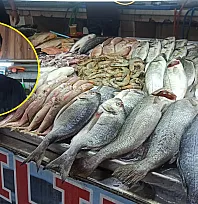 Fethiye Balık Pazarı'nda Sezonun Gözdesi Tekir ve Barbun Tezgahlarda Yerini Aldı