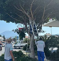 Fethiye Belediyesi'nden ağaçlara mevsimlik bakım