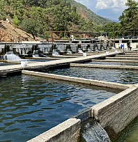 Fethiye'de 11 dönümlük tesis Avrupa'ya balık ihraç ediyor