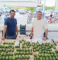 Fethiye'de avokado üreticisinden sezon uyarısı: 'Mevsimi gelmemiş ürünler piyasada'