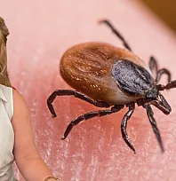 Fethiye'de çocuk sağlığı uzmanından kene uyarısı: '3 altın kural'