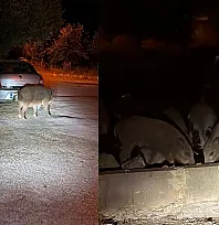 Fethiye'de Domuzlar Sokağa İndi
