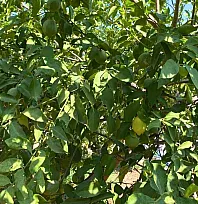 Fethiye'de dört mevsim hasat mümkün: Yediveren limonu üreticiye umut oluyor