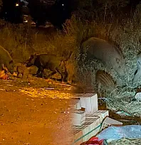 Fethiye'de gece yarısı beklenmedik misafirler