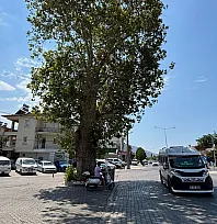 Fethiye'de Herkes 'Zincirli Kavak' Diyor Ama O Ağaç Aslında Kavak Değil!
