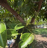 Fethiye'de kauçuk ağaçları geniş gölgeleriyle öne çıkıyor