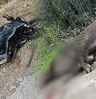 Fethiye'de Motosiklet Domuza Çarptı: Sürücü Yaralandı