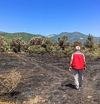 Fethiye'de orman yangınından etkilenen tarım alanlarında hasar tespiti yapılıyor