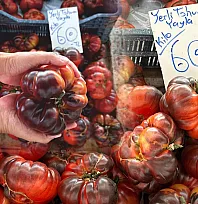 Fethiye'de Tarlaların Yeni Rengi: Çikolata Domates